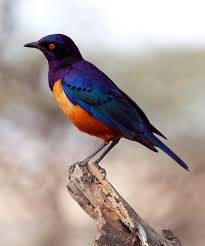 Black Bird With Orange Under Wings Colored Bird Beautiful Birds Pretty Birds Colorful Birds