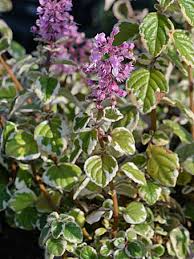 Image result for Syncolostemon elliottii