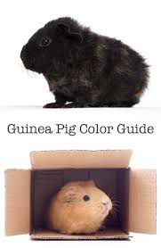 A Complete Guide To Guinea Pig Colors With Photos