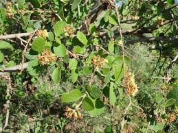 Image result for Cordia monoica