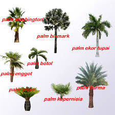 Kami menjual berbagai jenis rumput untuk taman rumah, perkantoran, sekolahan, lapangan bola dll. Tips Memilih Jenis Tanaman