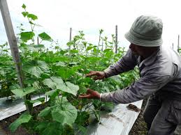 Pot tray penyemaian bibit tanaman sayuran organik untuk perlengkapan. Padi Sri 2 Petani Menyediakan Baja Organik Weblog Padi Selangor Pertanian Selangor