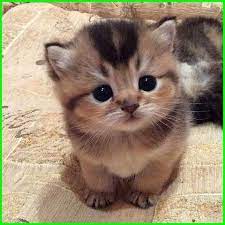  Gambar Kucing Lucu Dan Imut Banget Gambar Kucing Lucu Kucing Dan Anak Kucing Bayi Kucing