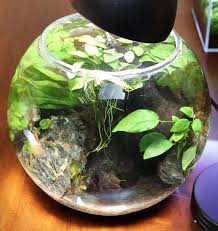 Betta Bowl Setup Step By Step With Live Plants Zenaquaria
