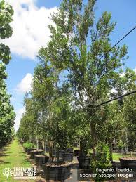 Image result for Eugenia natalitia