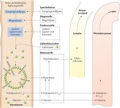 Medi learn biochemie poster 3. Lipide Verdauung Via Medici Biochemie Leichter Lernen Lernen