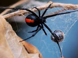 For male widow spiders, mating is an infamously dangerous activity. Male Redback Spiders Evade Cannibalism By Mating With Immature Females Spiders The Guardian