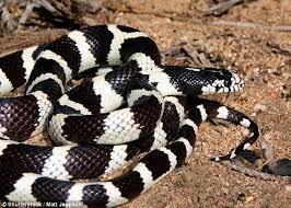 Pin On Reptiles