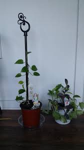 Check spelling or type a new query. Trying To Train My Pothos To Climb I Just Repotted The One On The Right About A Week Ago How Do I Get The Leave To Grow Upwards Houseplants