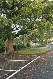 いくつ知ってる 緑もえる季節にそっと葉を落とす 日本の常緑樹 常磐木 キナリノ