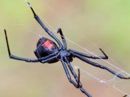 Learn to identify ticks, poisonous spiders, fleas, chiggers, and other bugs in this the female black widow spider is easily identified by the distinctive red hour glass marking. Black Widow Spider Bite Causes Appearance Symptoms And Treatment
