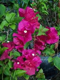 Flower world map florida flowering bushes. Hot Pink Flowering Bush Derrickandmelisa