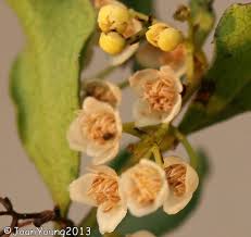 Image result for Euclea undulata