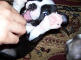 1 male 1 female vaccinated&dewormed and in good health! Boston Terrier Puppies In Florida