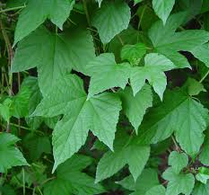 Image result for Ampelopteris