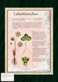 Http Www Kraeuter Verzeichnis De Buchbilder 129 Jpg Krauter Pflanzen Leberblumchen Krauterpflanzen