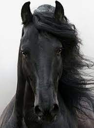 black beauty black horses horses beautiful horses