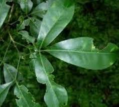 Image result for Teclea