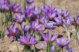 Saffron Farms Pampore Crocus Plants Saffron Flower Edible Garden
