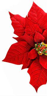 Pin By Cara Lopilato On Flowers And Their Meaning Family Flowers Poinsettia Flower Flower Meanings
