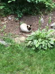 Find the best free stock images about fisher cat. Fisher Cat Fairfield Ct 2021 At Cats Addlab Aalto Fi