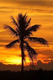 Would You Go Away With Me If I Asked Palm Trees Old Trees Landscape Paintings