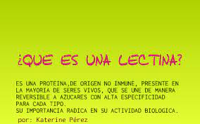 From wikimedia commons, the free media repository. Lectinas By Katherine Perez