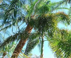 Image result for Wodyetia