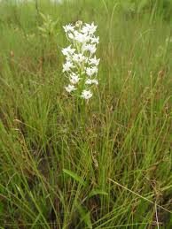 Image result for Habenaria kilimanjari