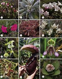 Csiro Publishing Australian Journal Of Botany
