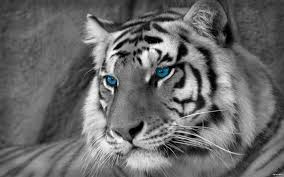 White tigers love eating protein territory: White Tiger Wallpapers Top Free White Tiger Backgrounds Wallpaperaccess