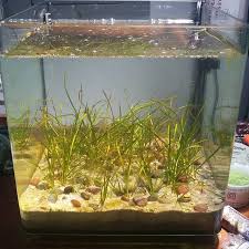 In general, the soil should be placed on top of other substrates due to its fragile nature and in order to gain the benefits of its porous structure. Daily 90 Water Changes And It Still Goes Sideways What We Ve Got Here Is Diatom Algae Pretty Common In New Tanks And No Floating Plants Top Soil Blue Shrimp