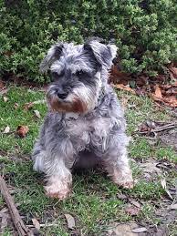 Miniature Schnauzer One Of The Most Average Dogs In The Uk According To New Research