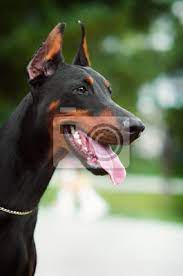 See doberman pinscher pictures, explore breed traits and characteristics. Closeup Portrait Of A Black Doberman Pinscher With Cropped Ears Fototapete Fototapeten Entranker Schone Pinscher Myloview De