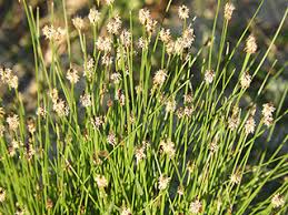 Image result for Eleocharis naumanniana
