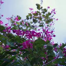 Image result for Erythrococca zambesiaca