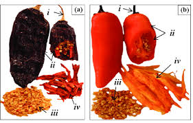 Image result for Capsicum baccatum