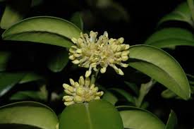 Image result for Buxaceae