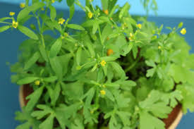 Image result for Ranunculus sceleratus