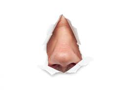 There is a common myth that the human nose never stops growing, even after one reaches adulthood. New Antibacterial Defense Mechanism Discovered In The Nose