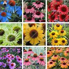 Multi Colored Echinacea 120 Seeds Jala Noor Bonsai Flower Flower Seedlings Echinacea Purpurea