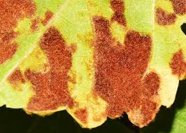 Image result for Colomerus vitis