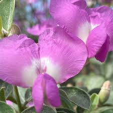 Image result for Podalyria