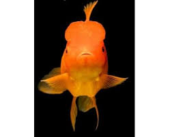 Maybe you would like to learn more about one of these? Do Goldfish Need An Air Pump