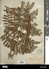 Image result for Megalastrum