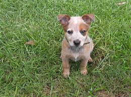 Red Heeler Puppy Red Heeler Puppies Heeler Puppies Red Heeler