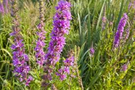 This skunky indica tastes distinctly of grape and berry, and its colors back up those flavors. Purple Loosestrife The Wildlife Trusts