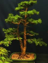 Nadelbaum Gartenbonsai Zierbaum Winterhart I Pinow Tanne I Bonsai Ebay