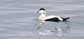 Find the perfect eiderente stock photos and editorial news pictures from getty images. Vogelportrat Eiderente Nabu