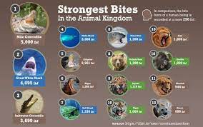 Pin On Wildlife